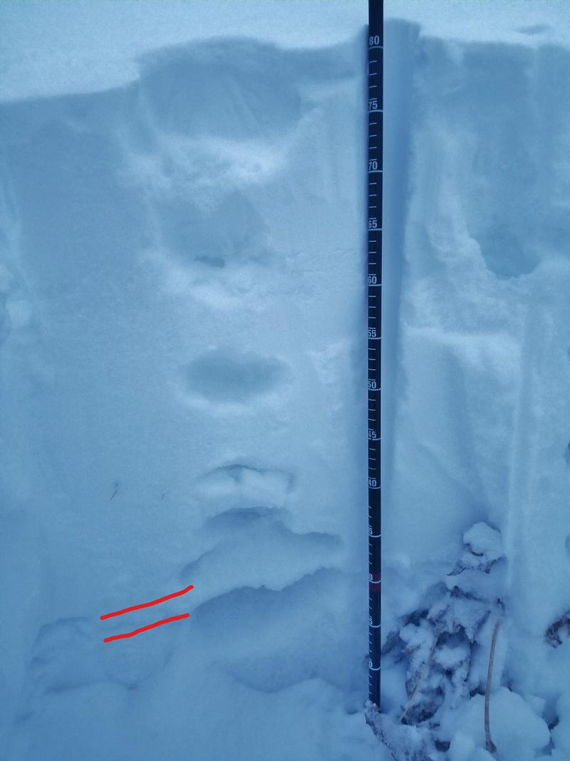 Observation photo 1